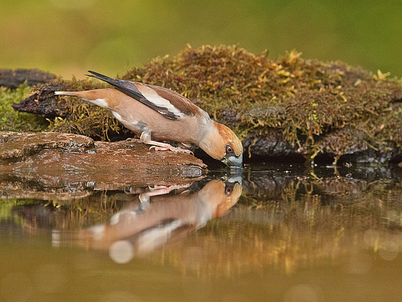 Hawfinch drinking