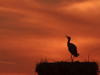 Stork at sunset