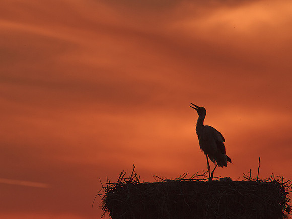 Stork at sunset