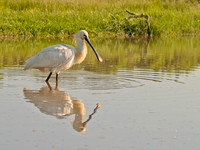 Spoonbill and reflection
