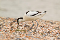 Avocet tending four eggs
