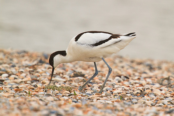 Avocet tending four eggs