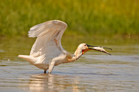 Spoonbill with fish