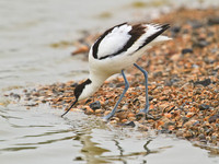 Avocet at the water's edge