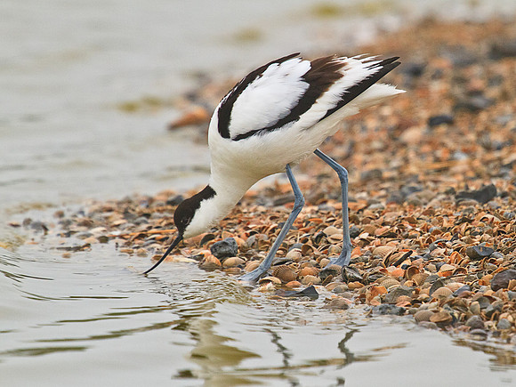 Avocet at the water's edge