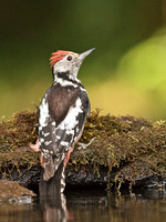 Middle Spotted Woodpecker (1)
