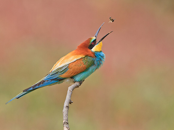 Bee-Eater tossing a bee in the air