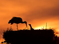 Stork and young at sunset