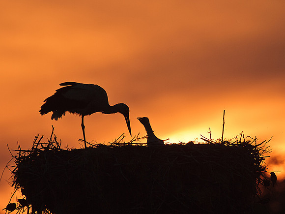 Stork and young at sunset