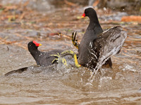 Fighting Moorhens