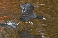 Coot on the Attack