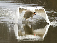 Swan taking off