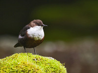 Dipper on  mossy rock