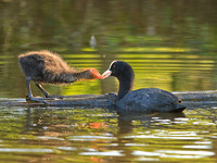 Coot Feeding Young (2)