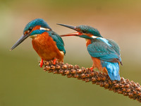 Kingfishers - Male and Female