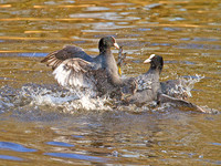 Coots Fighting