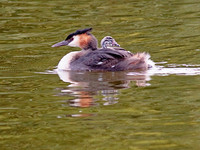 Great Crested Grebe with Young