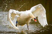 Swan on the Attack