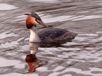 Great Crested Grebe (2)