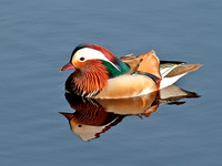 Mandarin