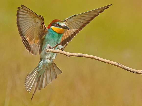 Bee-Eater landing (1)
