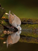 Turtle Dove drinking