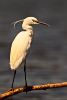 Little Egret