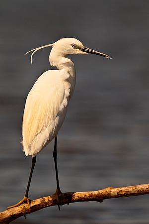 Little Egret
