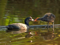 Coot Feeding Young (1)