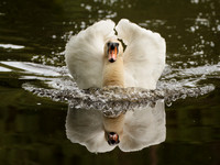 Swan with bow wave