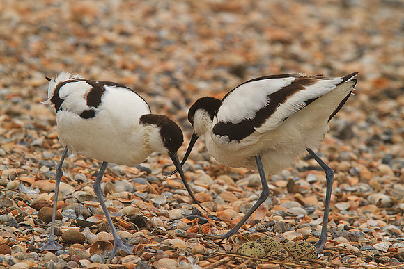 Avocets changing over egg sitting