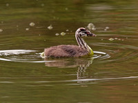 Juvenile Grebe