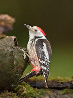 Middle Spotted Woodpecker (2)