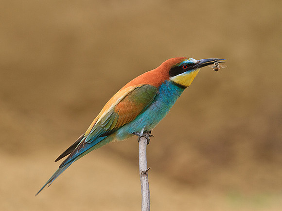 Bee-Eater with bee