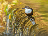 Dipper on Waterfall