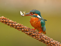 Kingfisher with Fish
