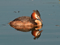 Great Crested Grebe on still water