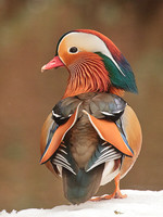 Mandarin on Snowy Bank