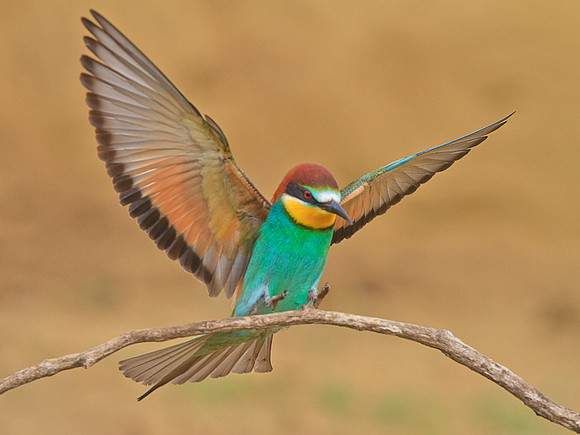 Bee-Eater landing (2)