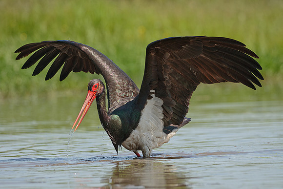 Black Stork with outspread wings