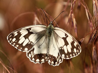 Marbled White