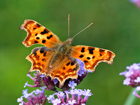 Comma (2)