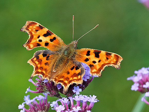 Comma (2)