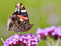 Red Admiral (underwing)