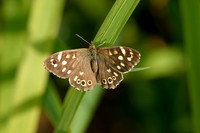 Speckled Wood