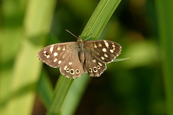 Speckled Wood