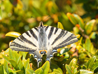 Scarce Swallowtail (1)