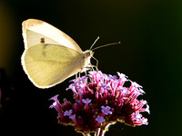 Small White on Verbena Bonariensis
