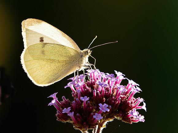 Small White on Verbena Bonariensis