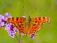 Comma (1)